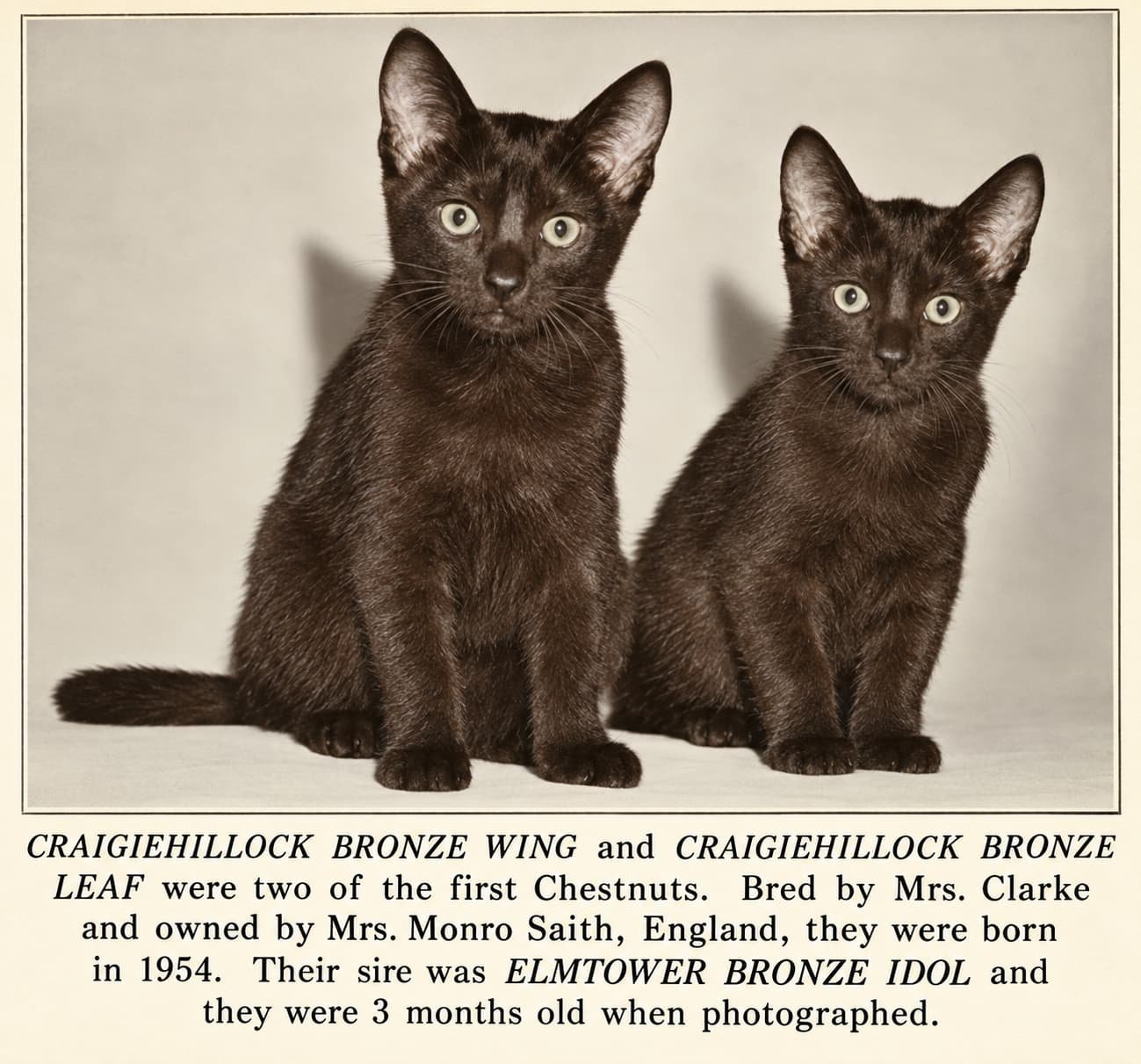 1954 Havana Brown kittens