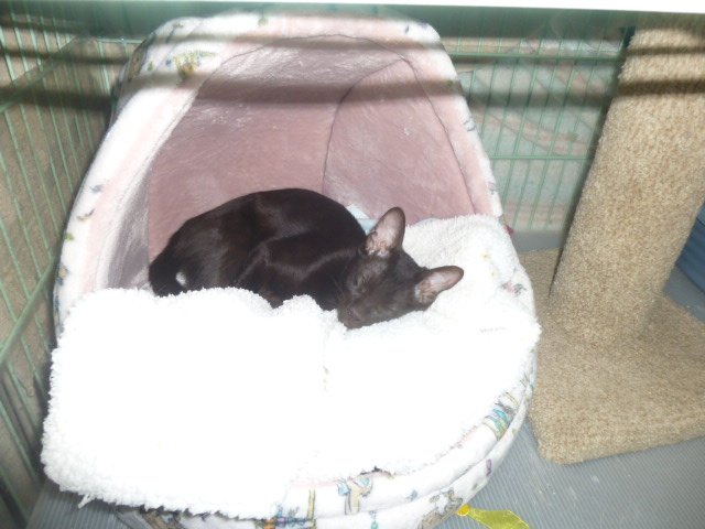 Abba napping in her bed