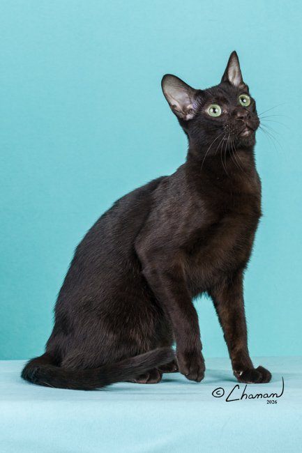 Saphira Abba of Stellarosa