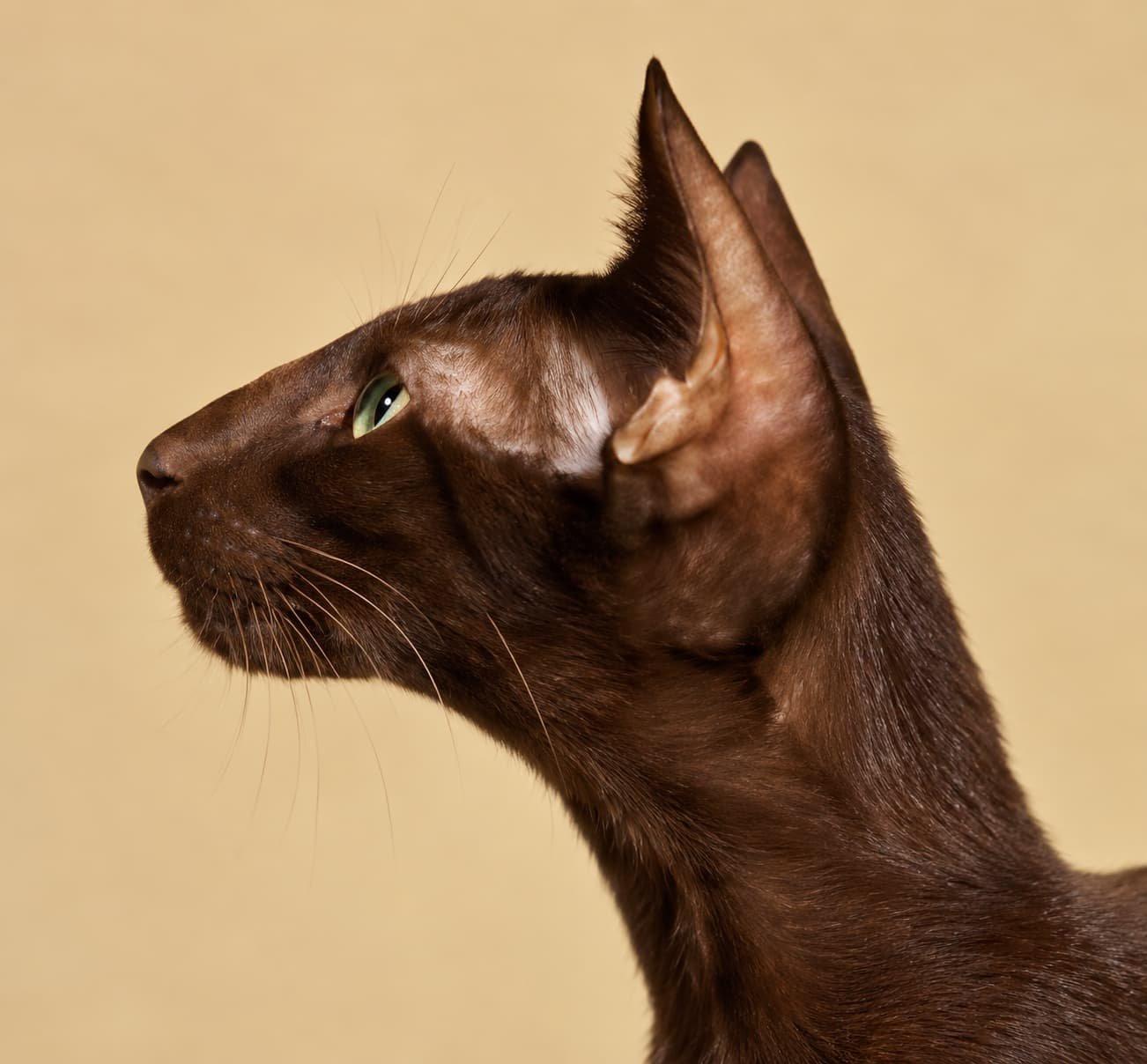 The British Havana Brown profile