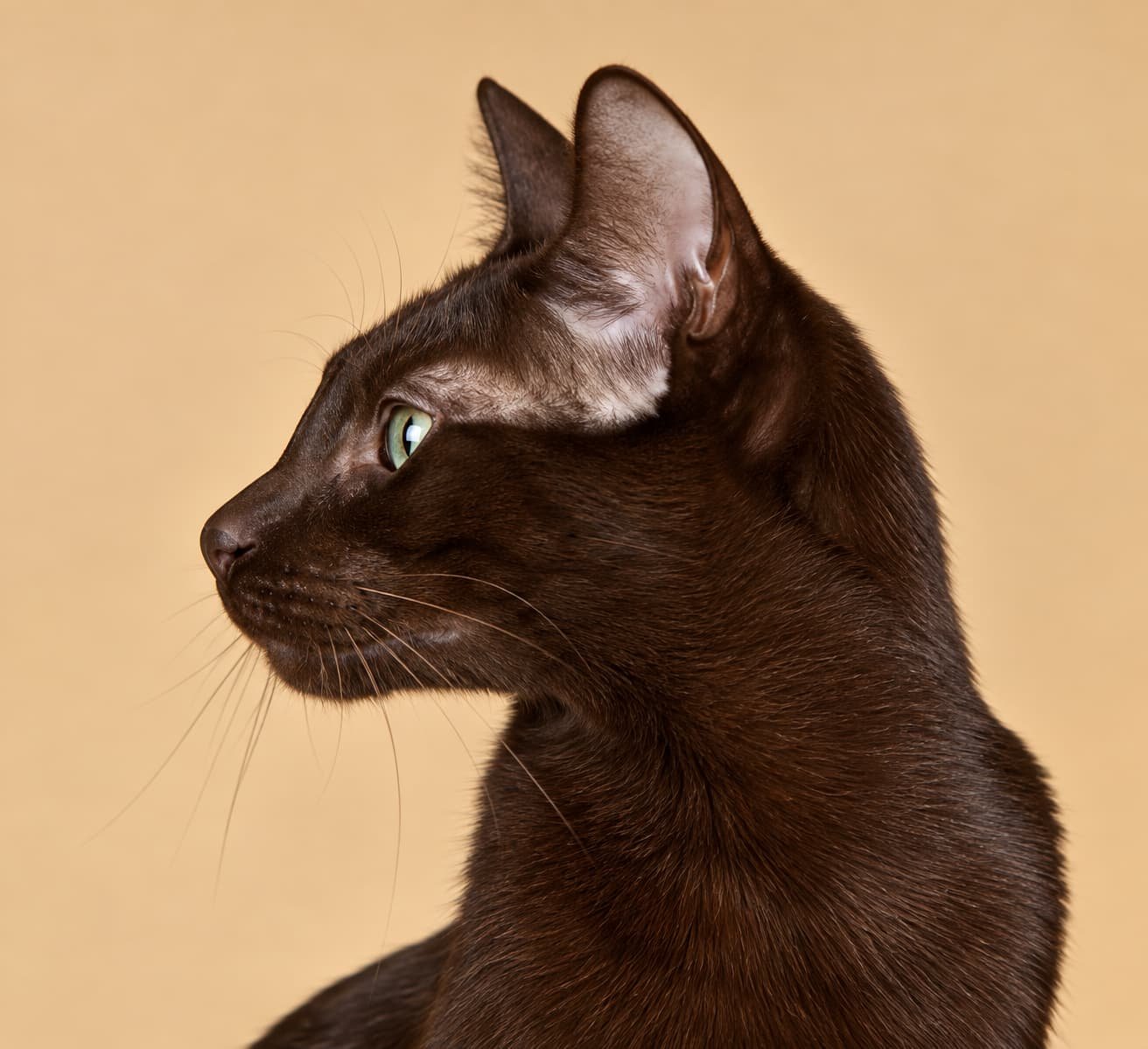 The United States Havana Brown profile