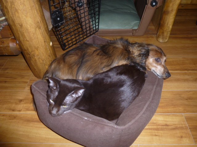 “Zar” and our Mini Doxie ‘Dandi” resting together
