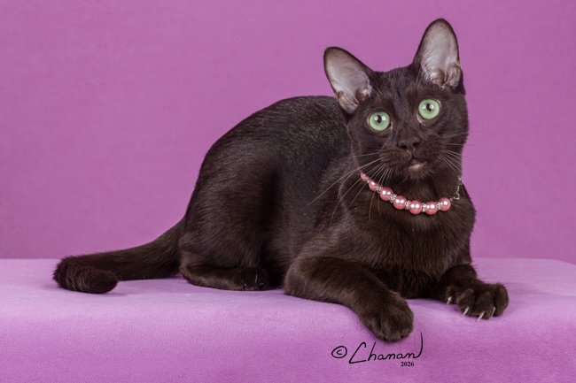 CH Broghill Lady Zella of Stellarosa